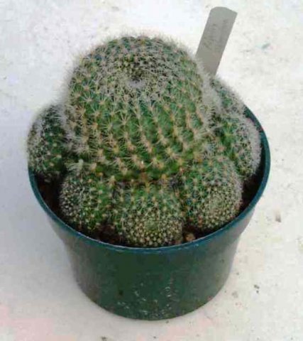 Rebutia_violiciflora